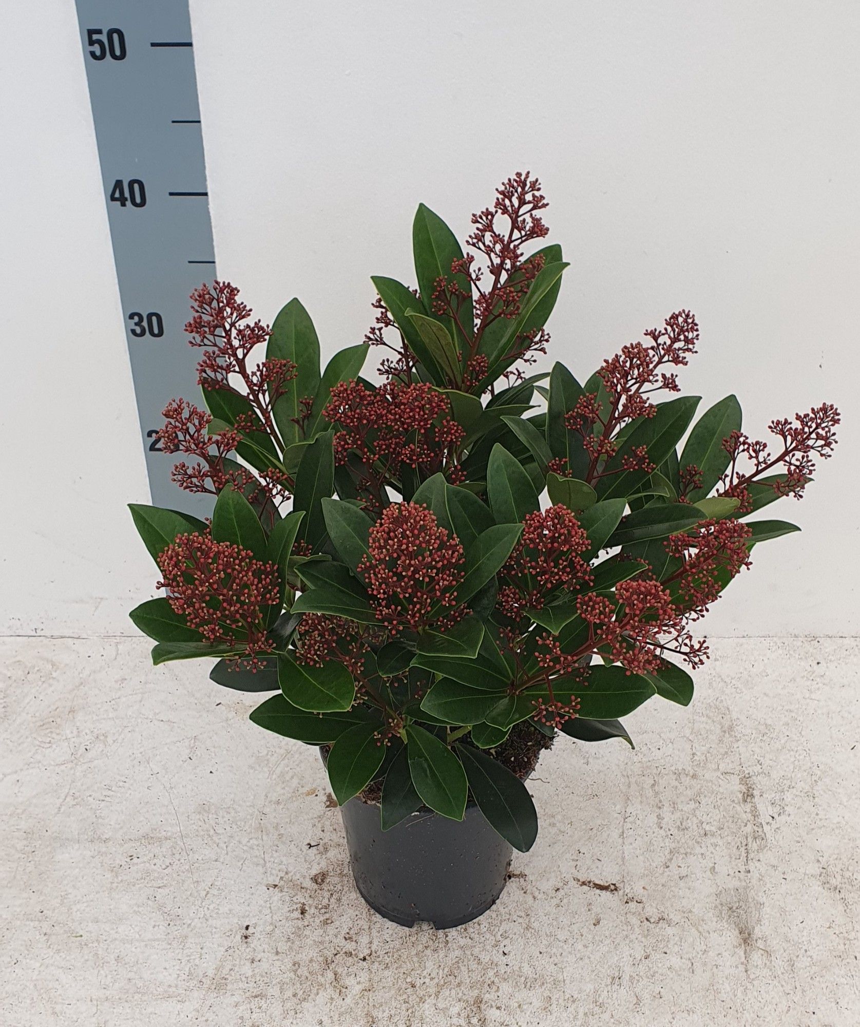 Skimmia jap. 'Rubella' 20+ Flower