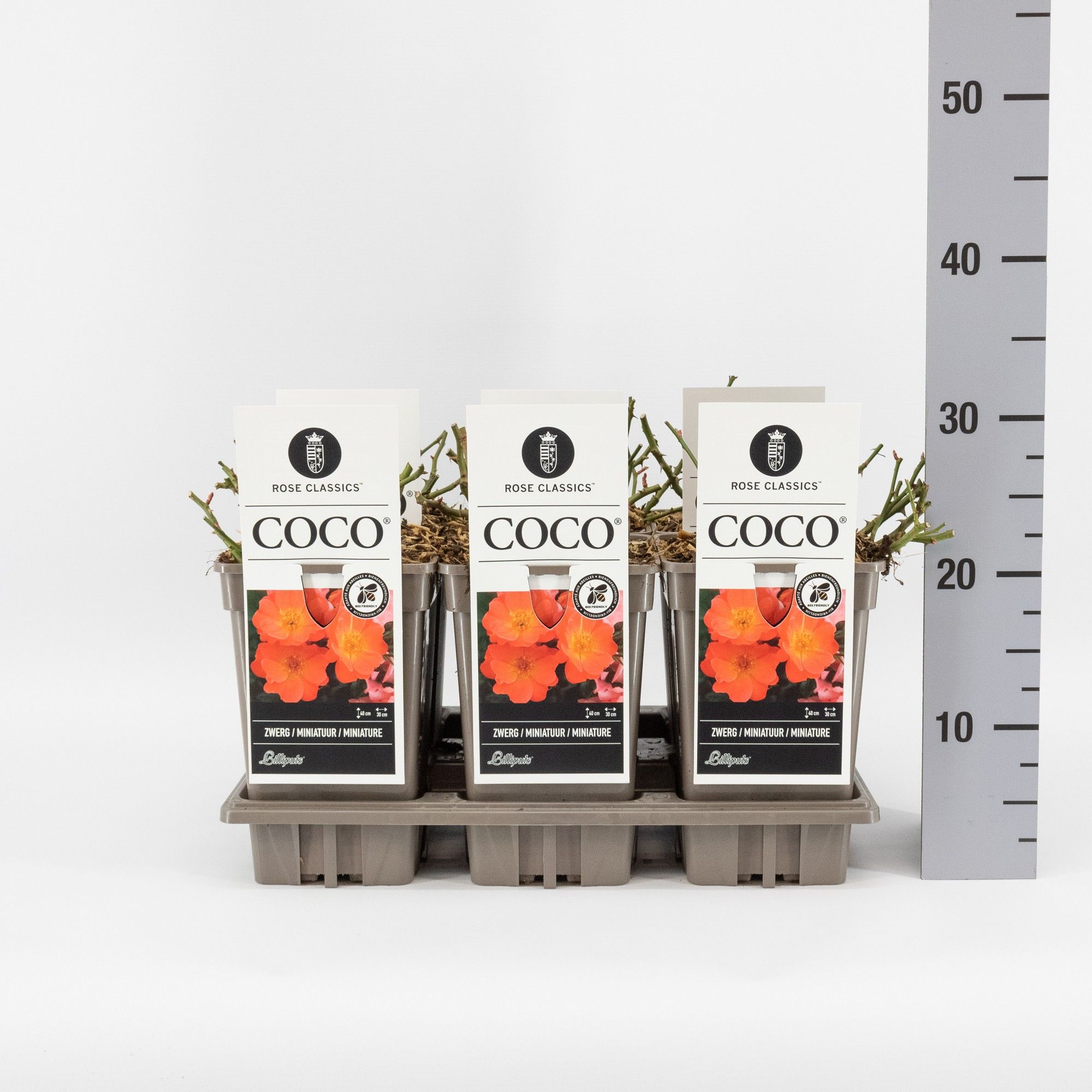 Rosa (M) 'Coco'