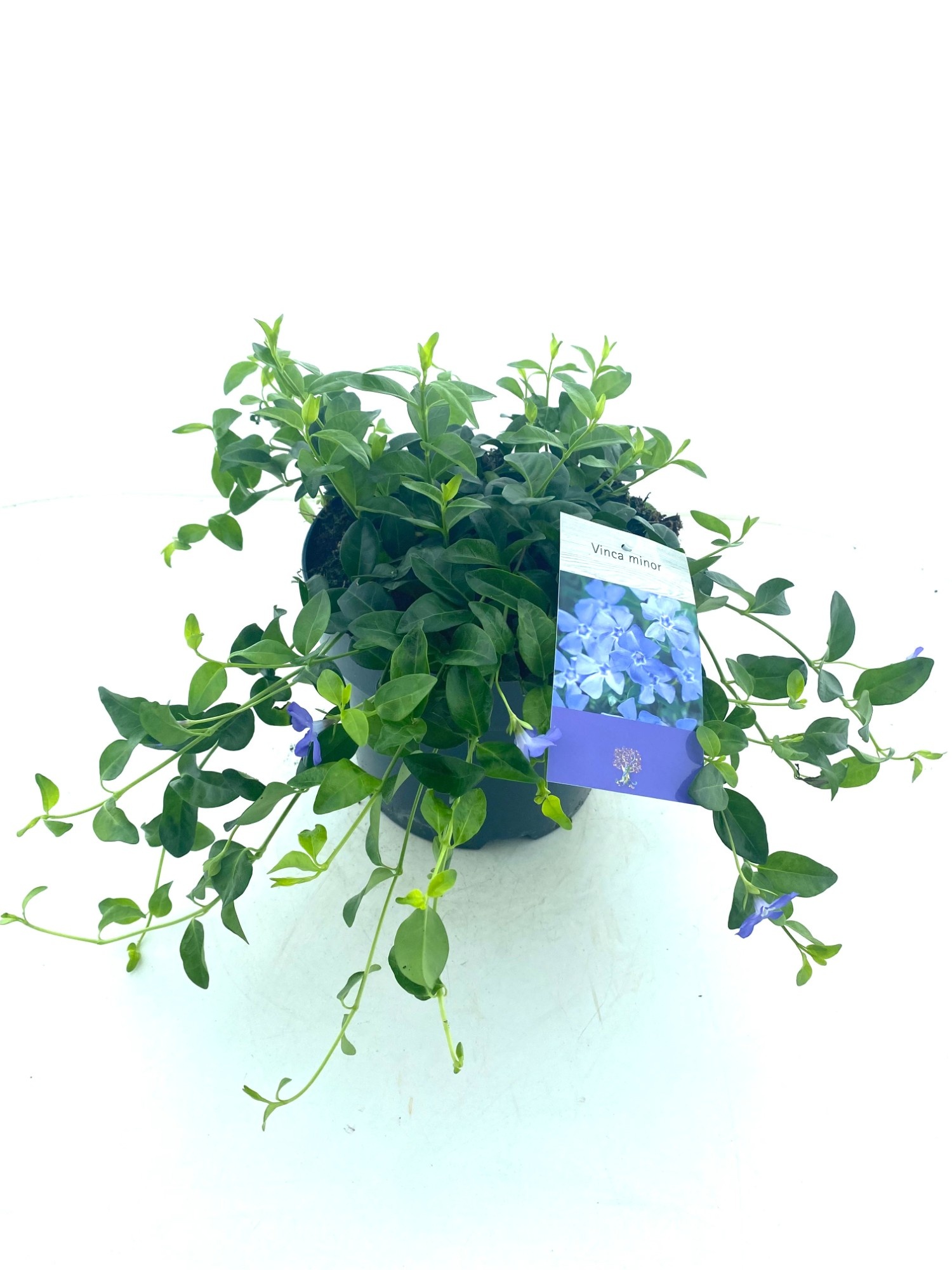 Vinca minor