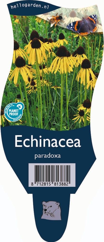 Echinacea paradoxa