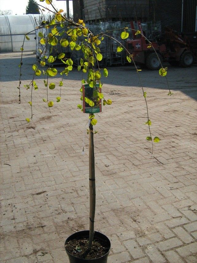 Cercidiphyllum japonicum 'Pendulum' halfstam