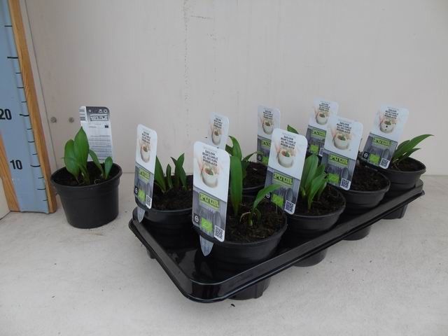 Allium ursinum