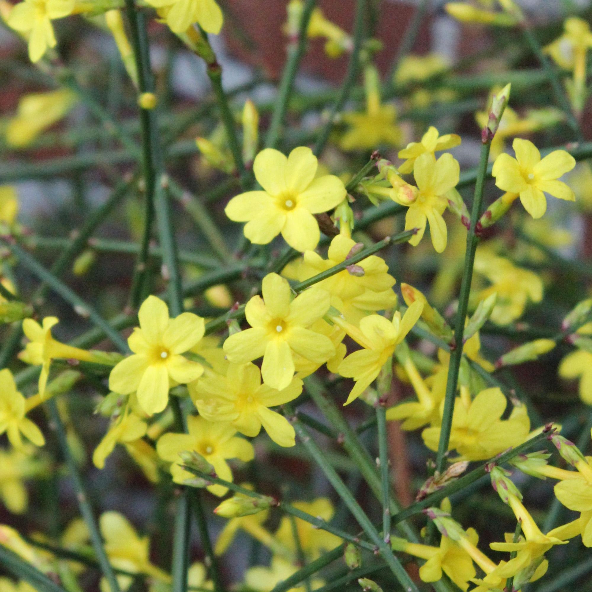 Jasminum nudiflorum