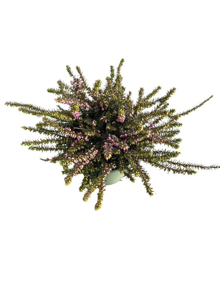 Erica darleyensis 'Kramer's Rote'
