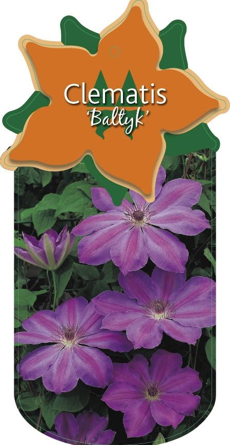 Clematis 'Baltyk'