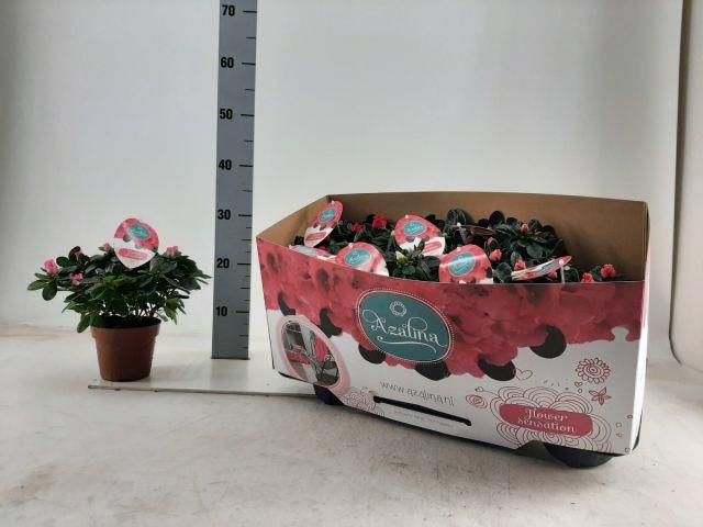 16 Kasım Pazartesi Mezat Ön Sipariş 1300