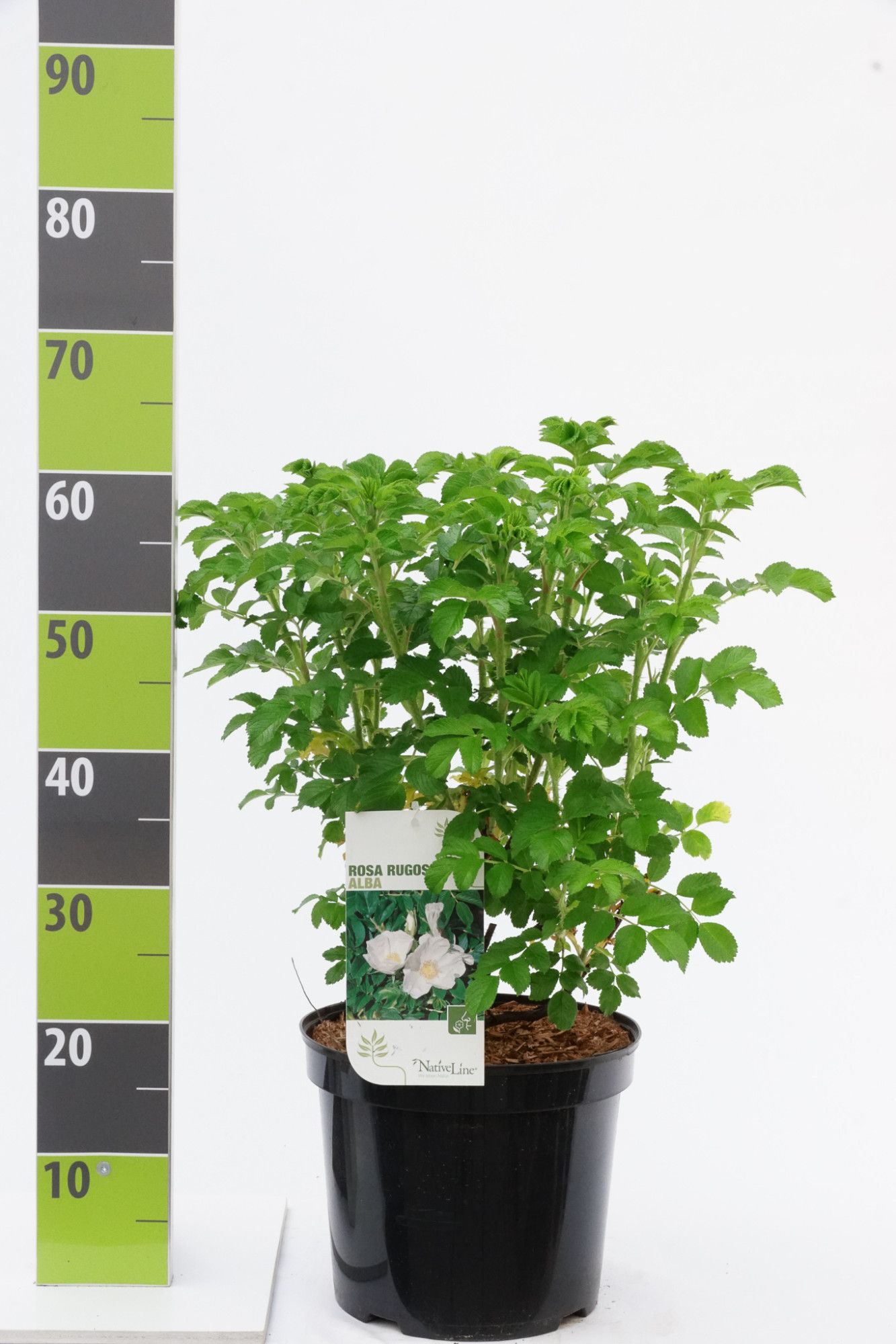 Rosa rugosa 'Alba'