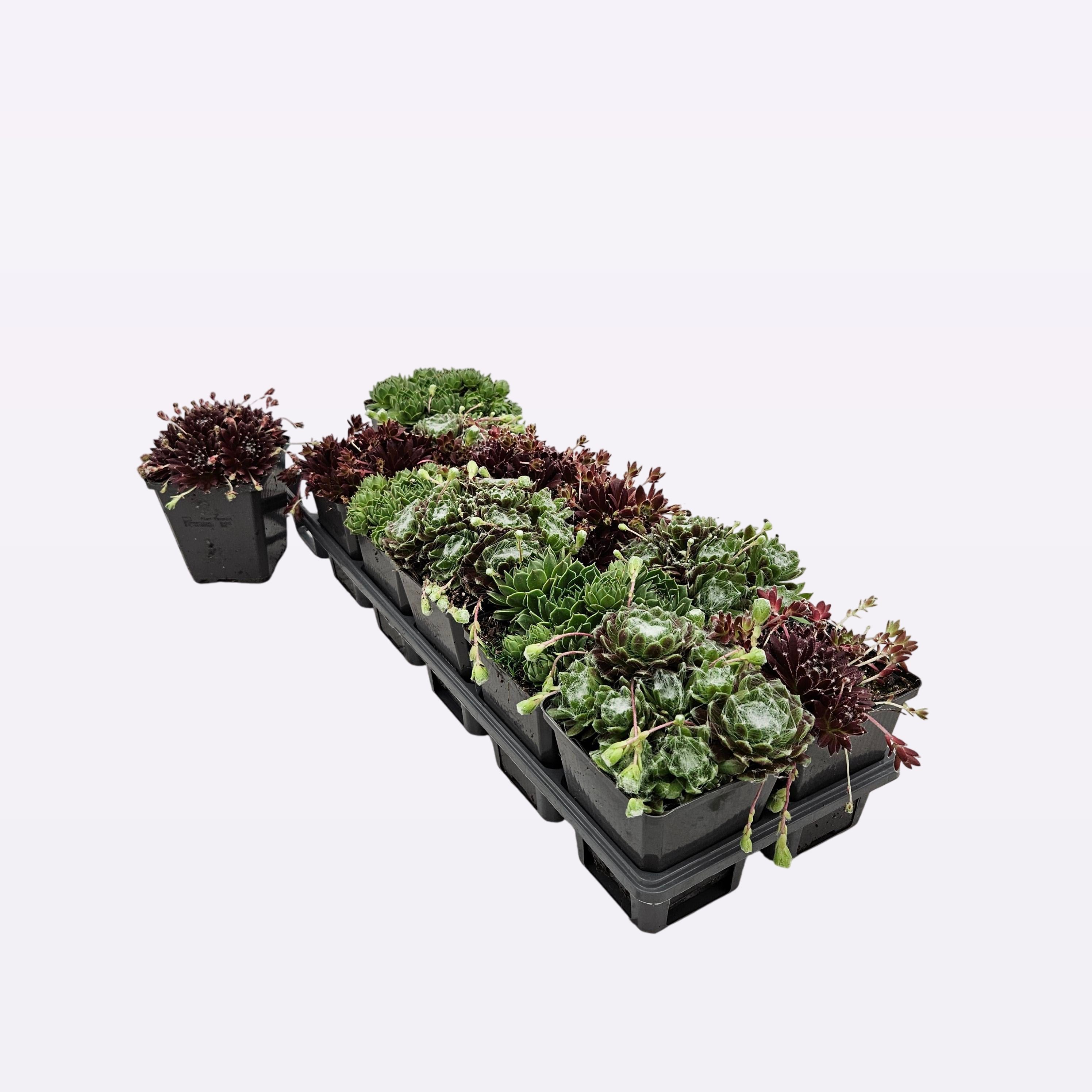 Sempervivum mix 12-Tray