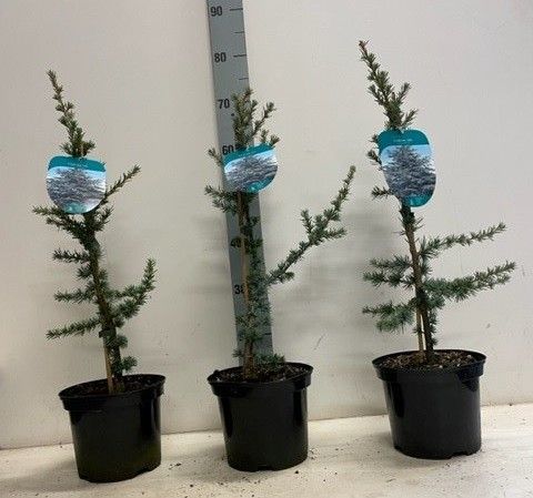 Cedrus libani 'Glauca'