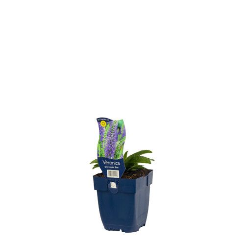 Veronica spicata Inspire Blue