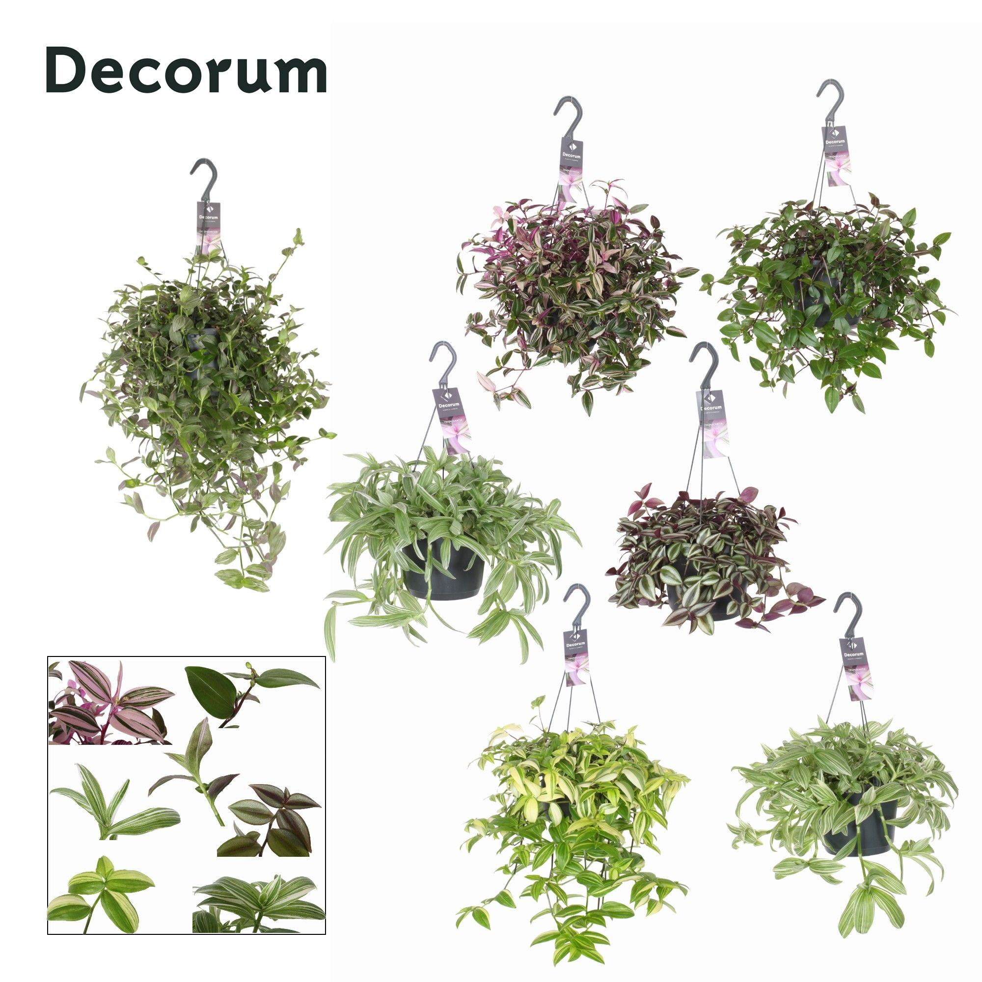 Tradescantia mixkar