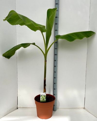Musa dajiao PL