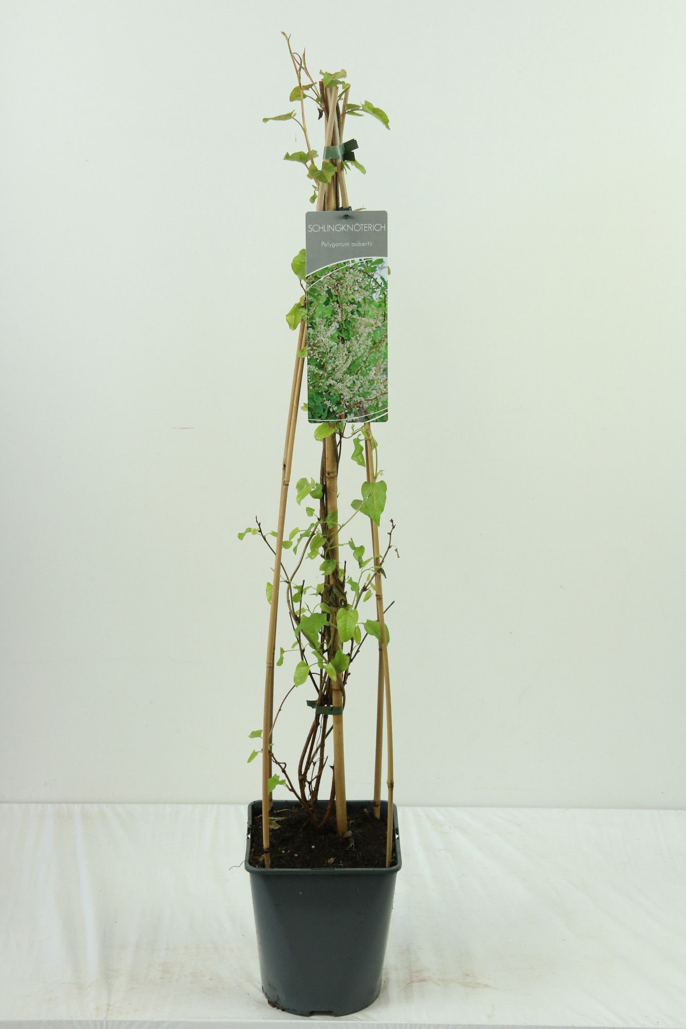 Fallopia baldschuanica