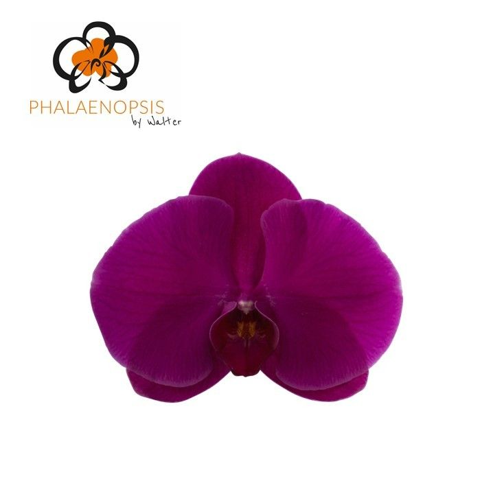 Phal Purple Haze