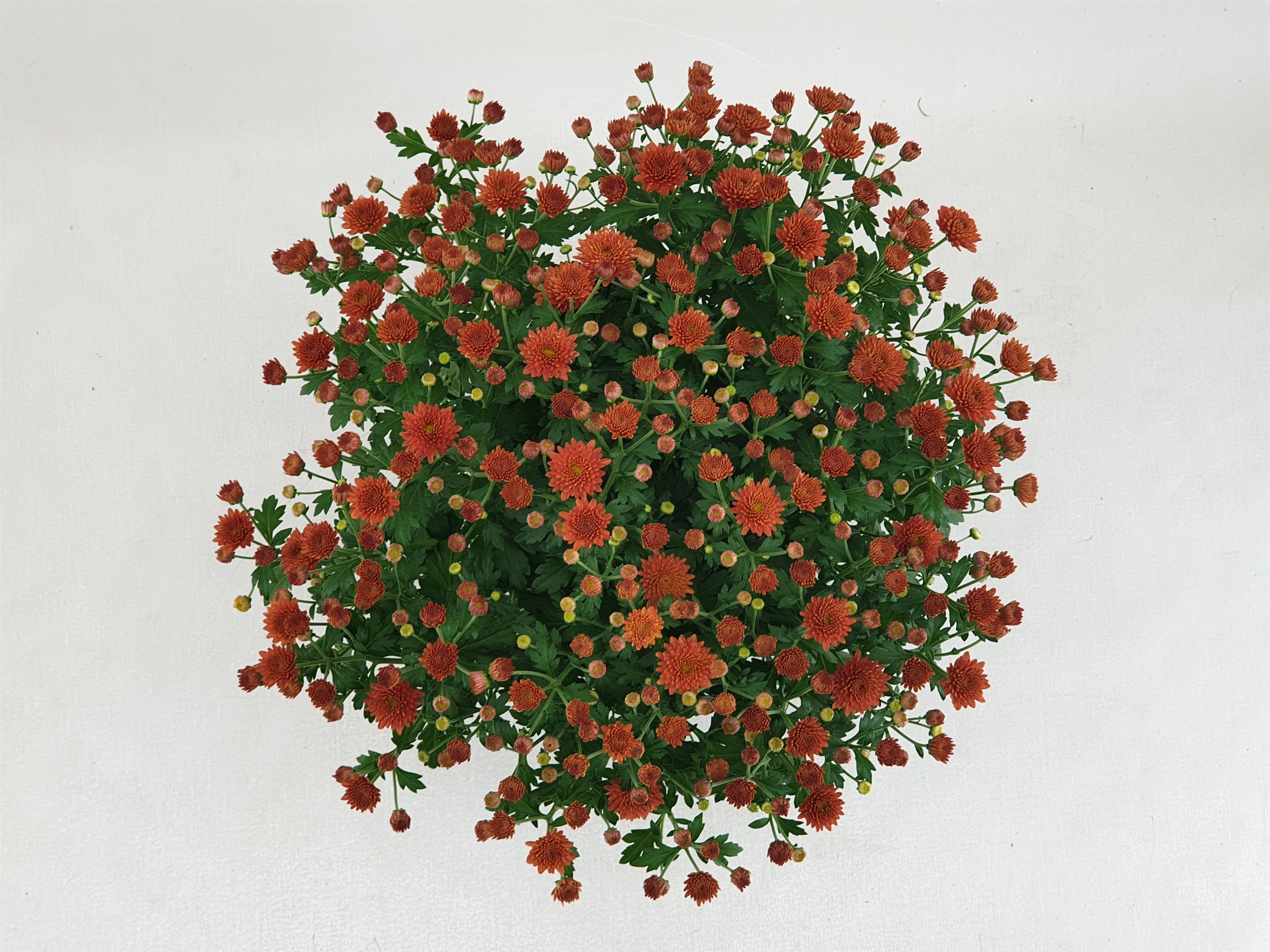 Chrysanthemum Jasoda Dark Orange