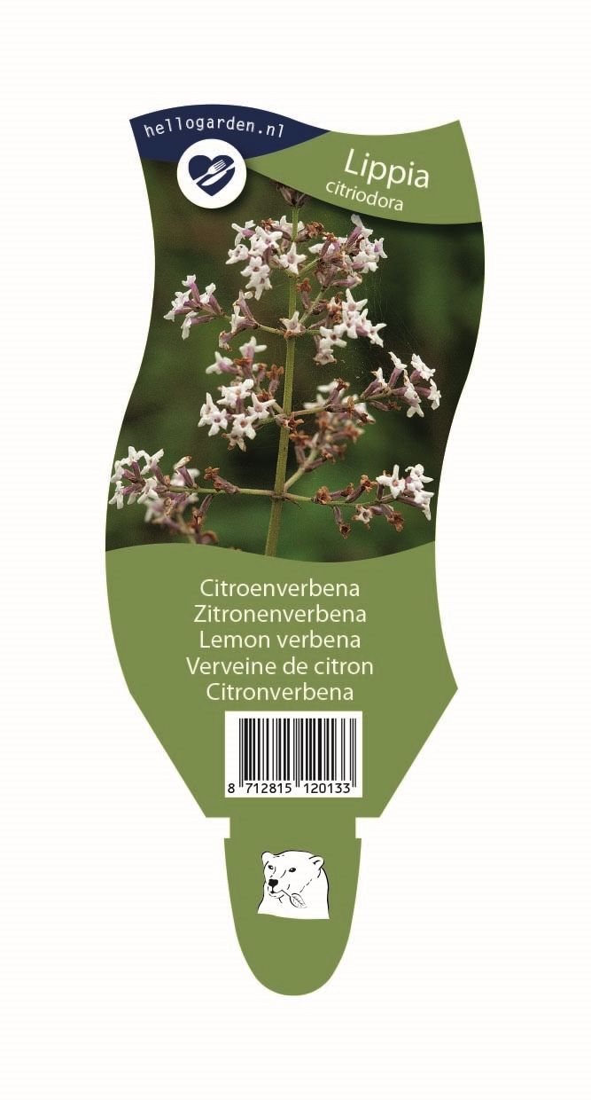 Lippia 'Citriodora'