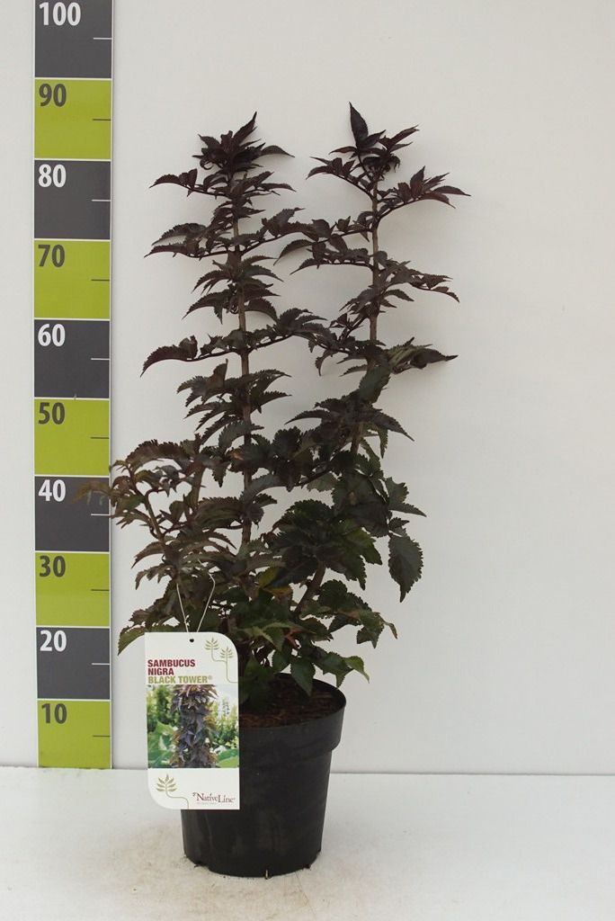 Sambucus ni. 'Black Tower' -R