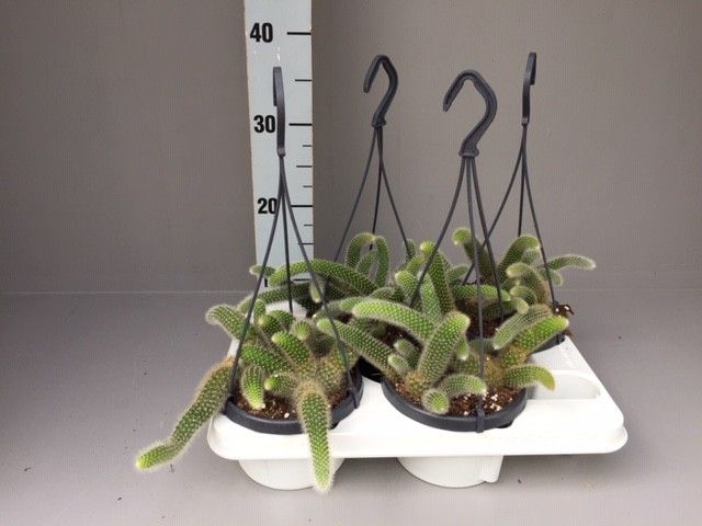 Hildewintera colademonis