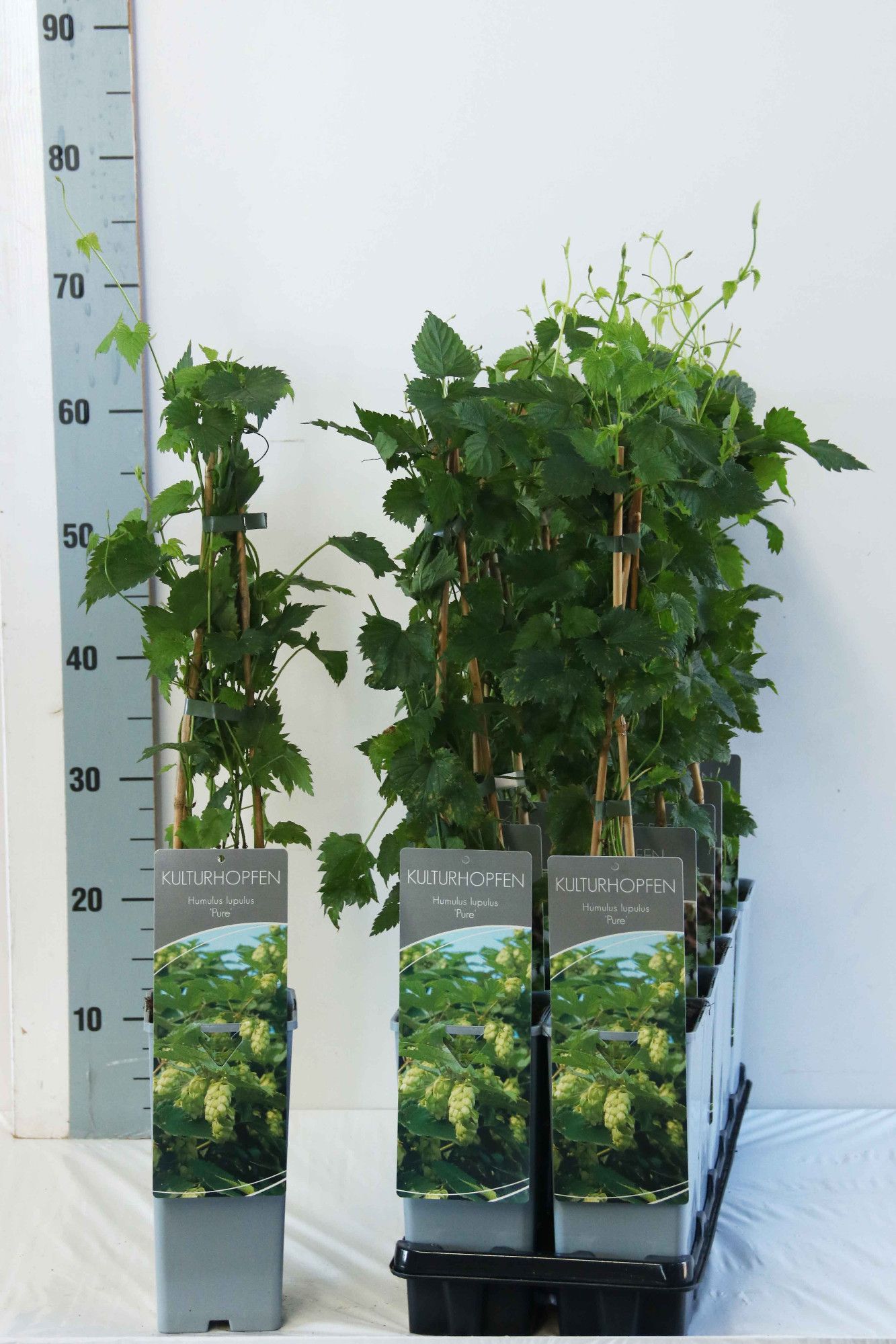Humulus lupulus Pure