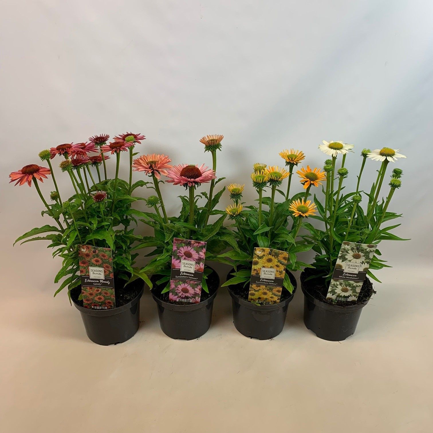 Echinacea Moodz® serie in pot