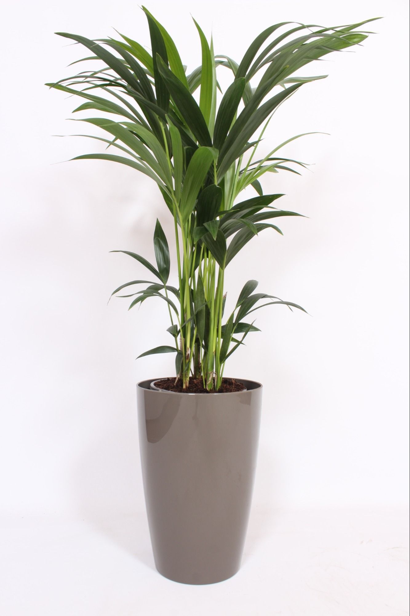 Howea Forsteriana in Santorini pot "taupe"