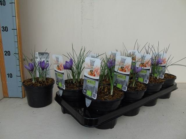 Crocus sativus bio saffraan