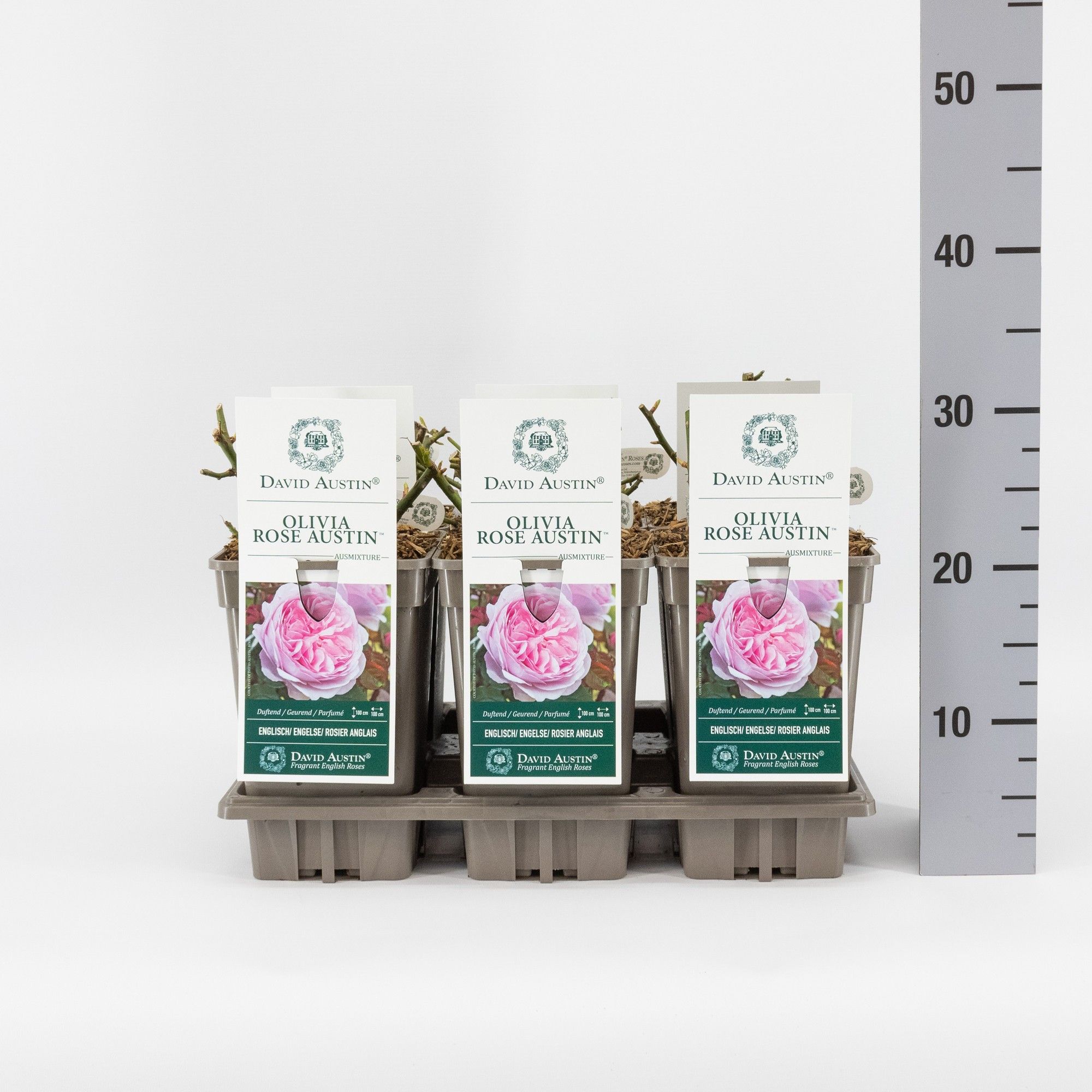 Rosa Olivia Rose Austin ('Ausmixture') aus