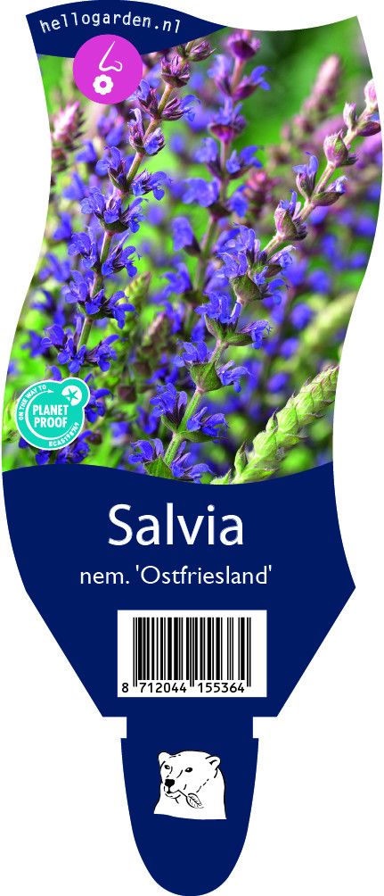 Salvia nemorosa 'Ostfriesland'