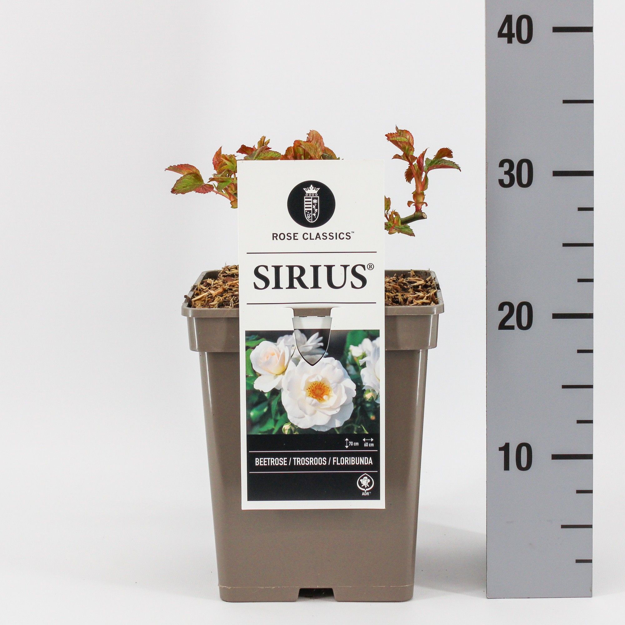 Rosa (F) Sirius ('Tan05415') f