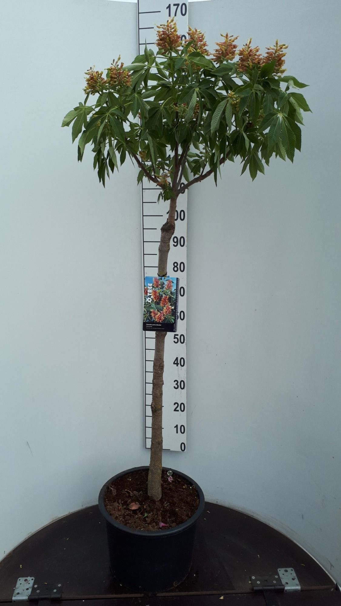Aesculus pavia discolor halfstam