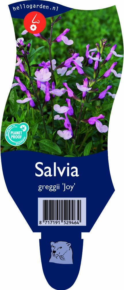 Salvia gregg. 'Joy'