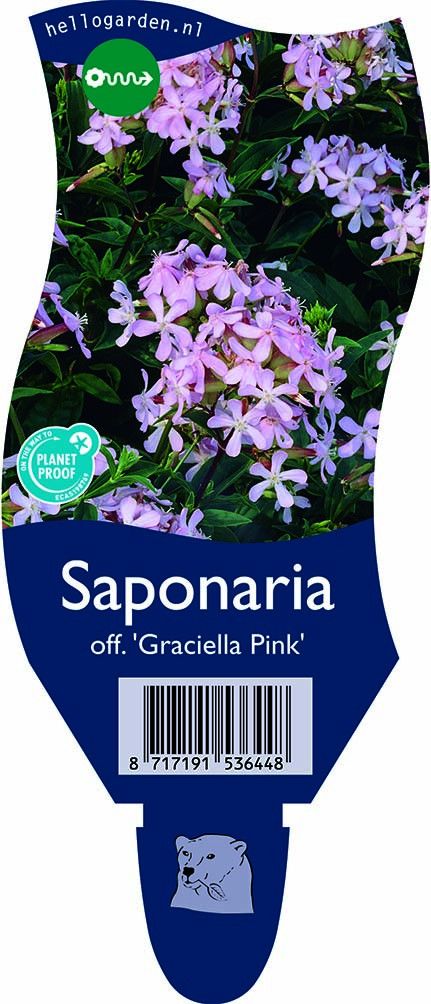 Saponaria off. 'Graciella Pink'