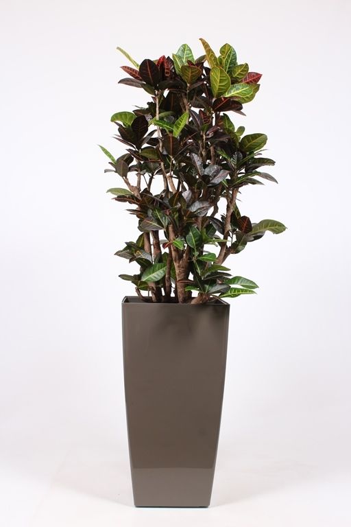 Codiaeum Petra (Croton) in Piza pot "taupe"