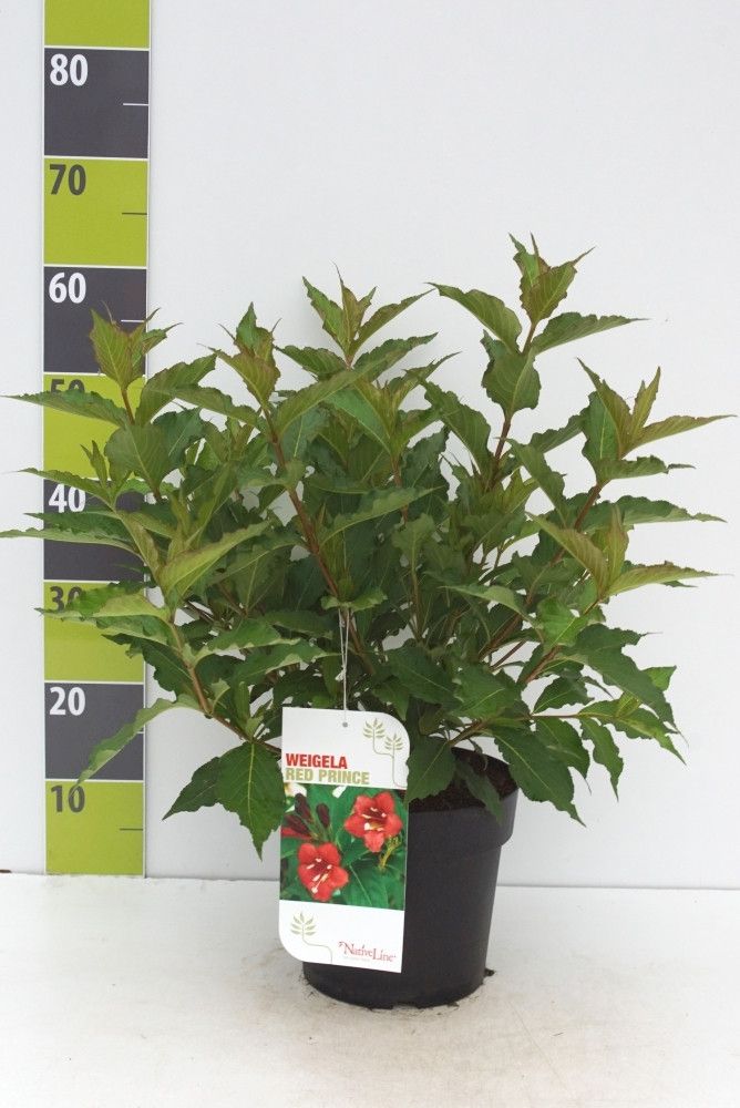 Weigela 'Bristol Ruby'