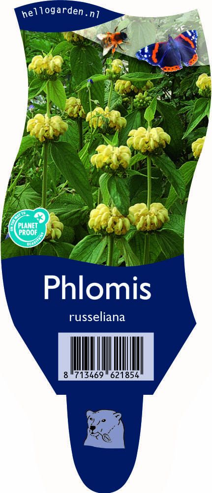 Phlomis russeliana