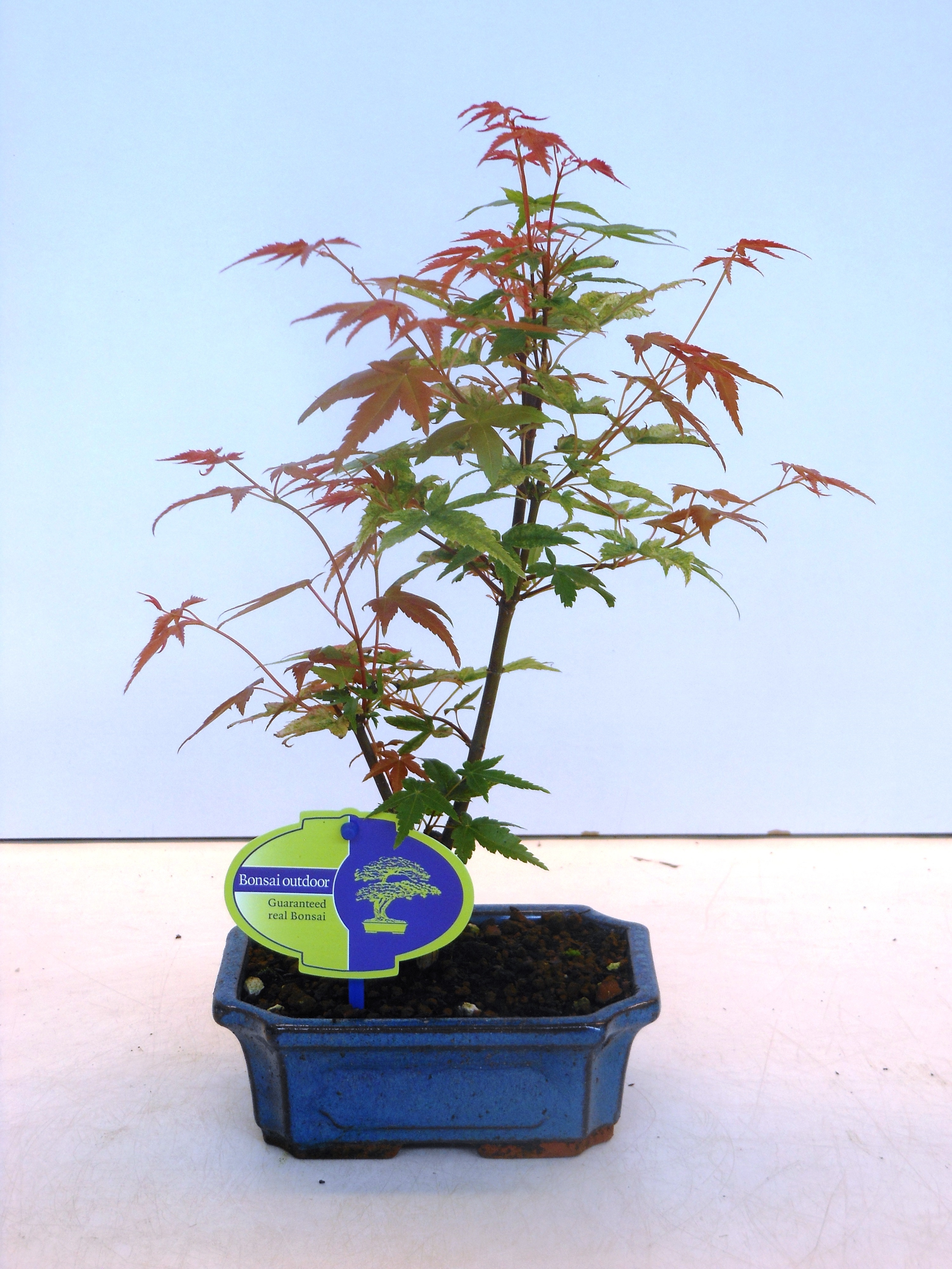 Acer palm. 'Beni-maiko' | Gardenline