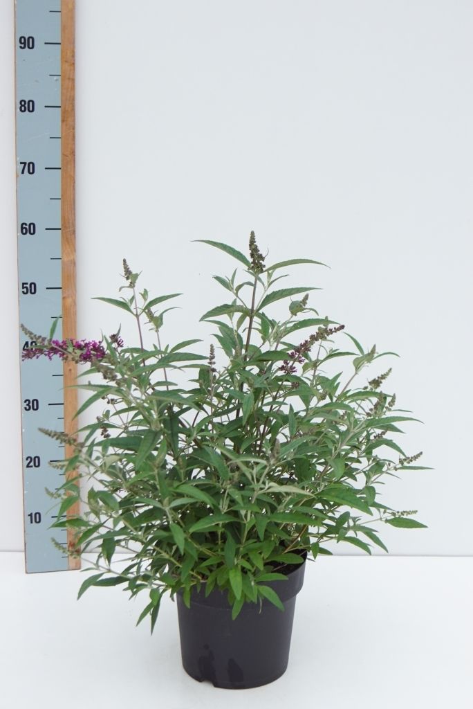 Buddleja 'Buzz Midnight' -R