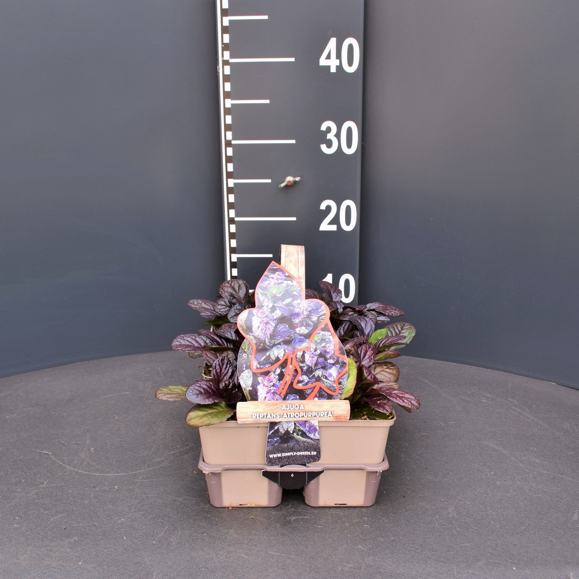 Ajuga reptans 'Atropurpurea' 6 pack