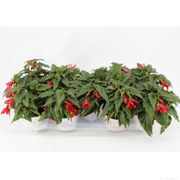 Begonia Boliviensis Waterfall Dreams Beauvilia Red Begonia Other Begonia Garden Bedding Seasonal Plants All Products Vida Verde