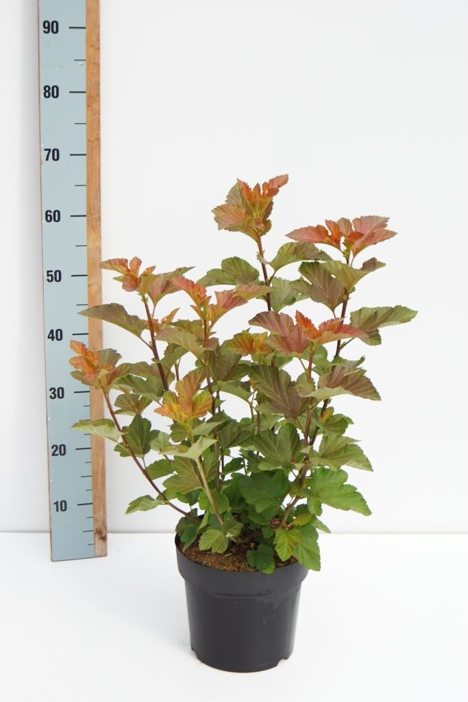 Physocarpus opulifolius Amber Jubilee ('Jefam')