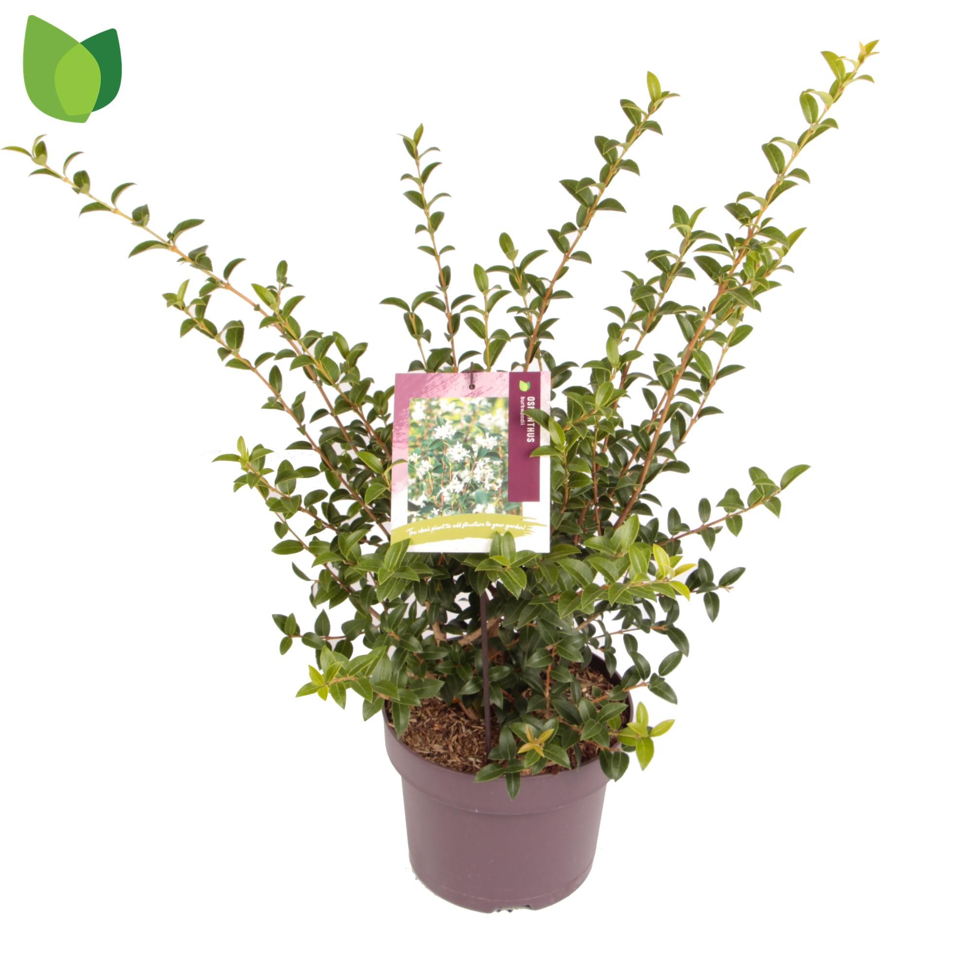 Osmanthus burkwoodii