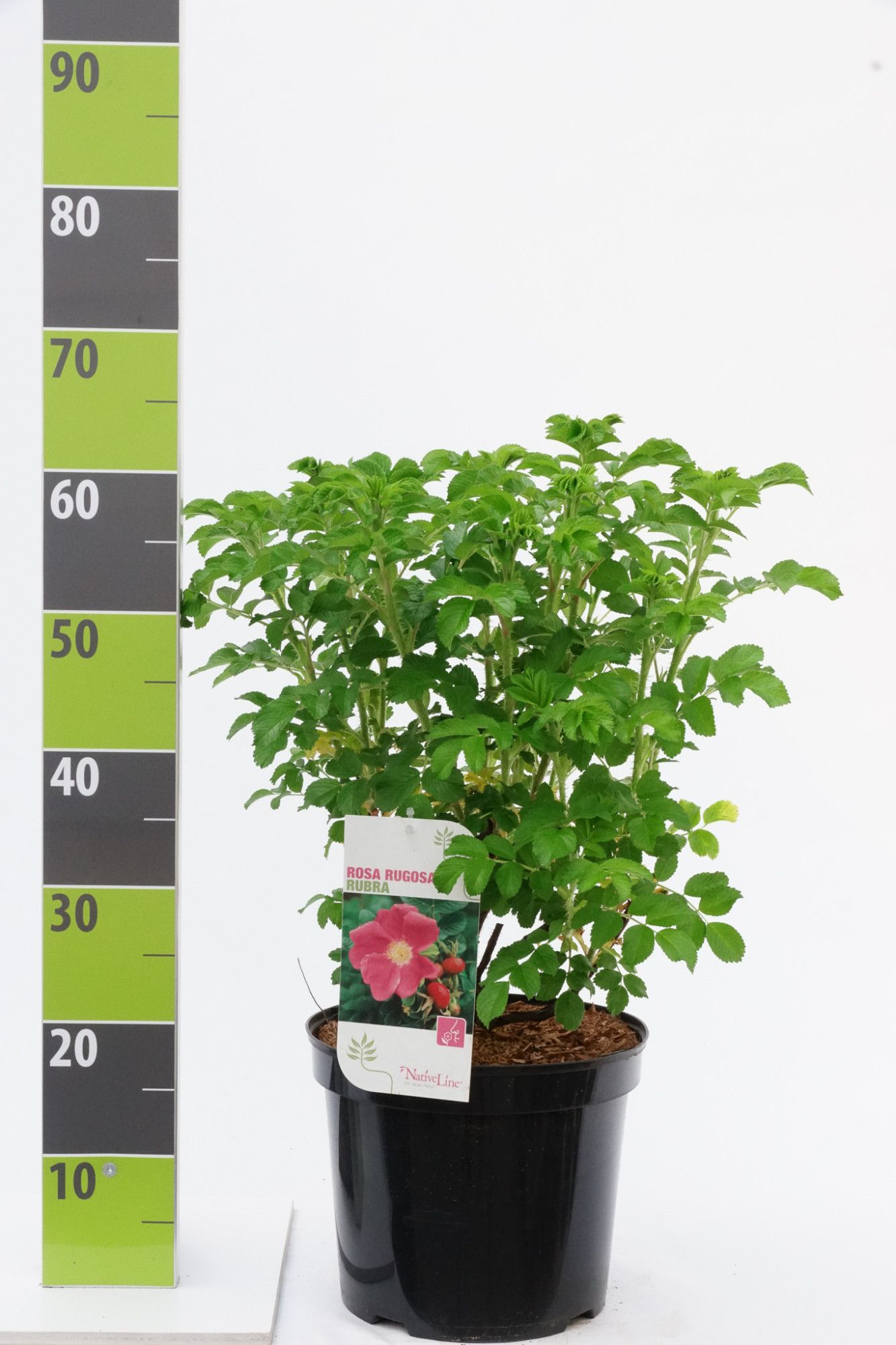 Rosa rugosa 'Rubra'