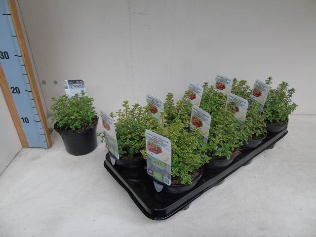 Thymus 'Lemon Variegated' bio bontbladige citroentijm