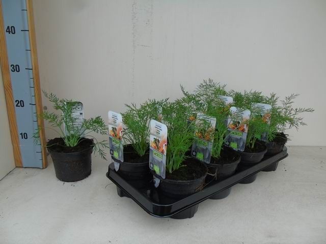 Foeniculum vulgare bio bladvenkel