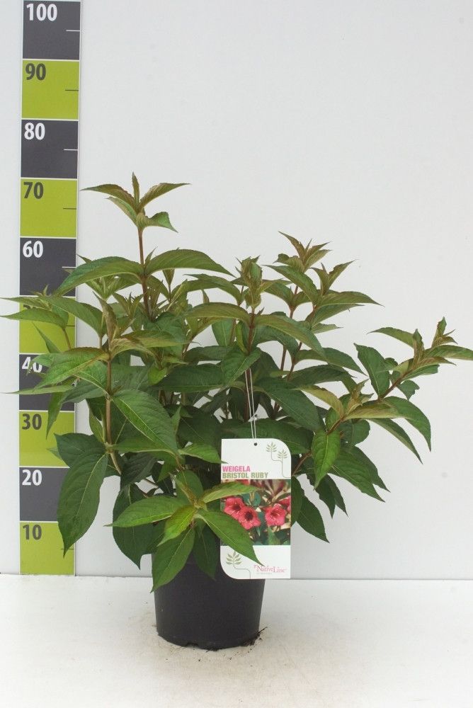 Weigela 'Red Prince'