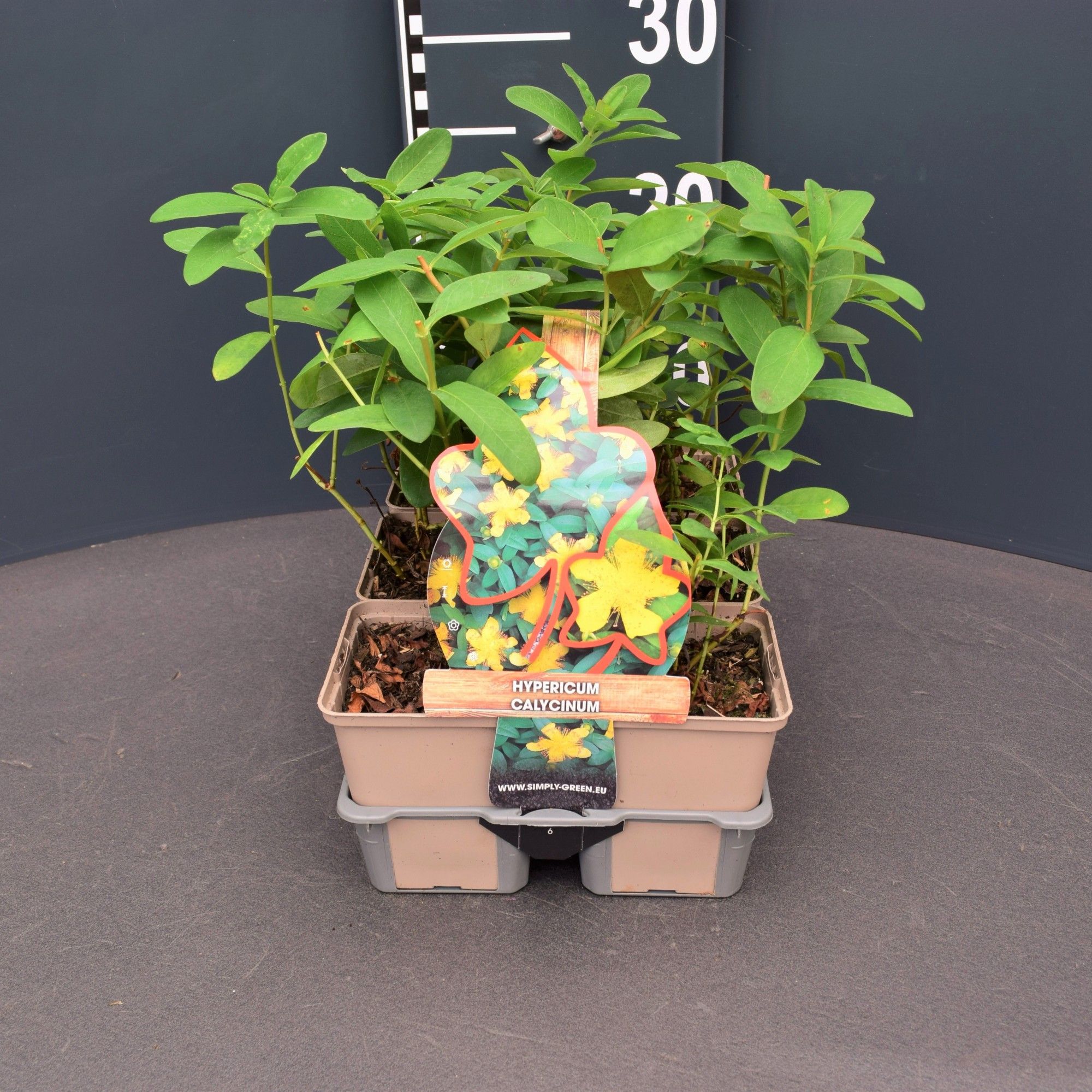 Hypericum calycinum 6 pack