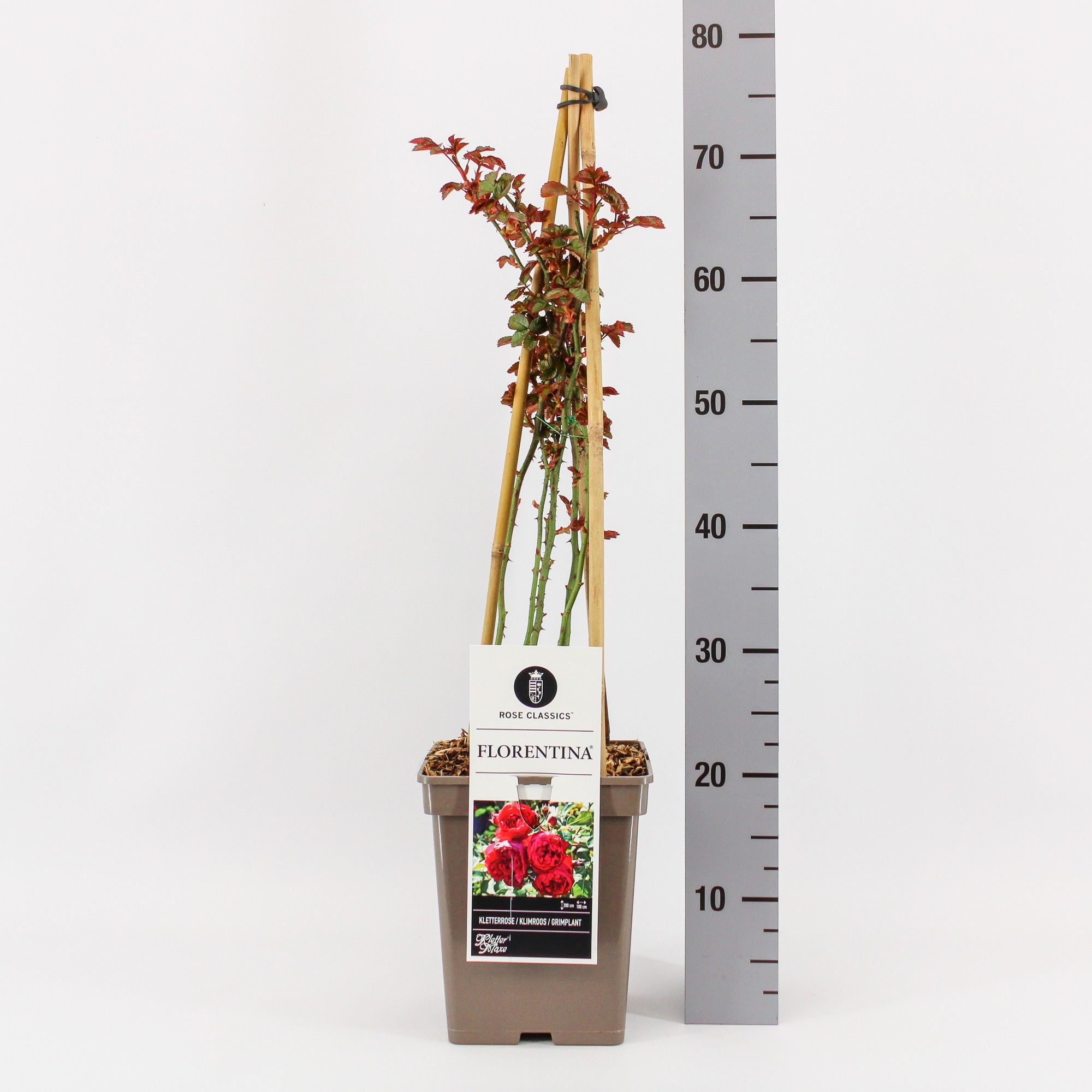 Rosa (K) Florentina ®, , 4 stok