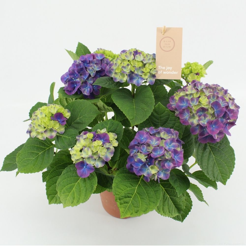 Hydrangea macr. 'Ningbo' Lila 5+ | Gardenline