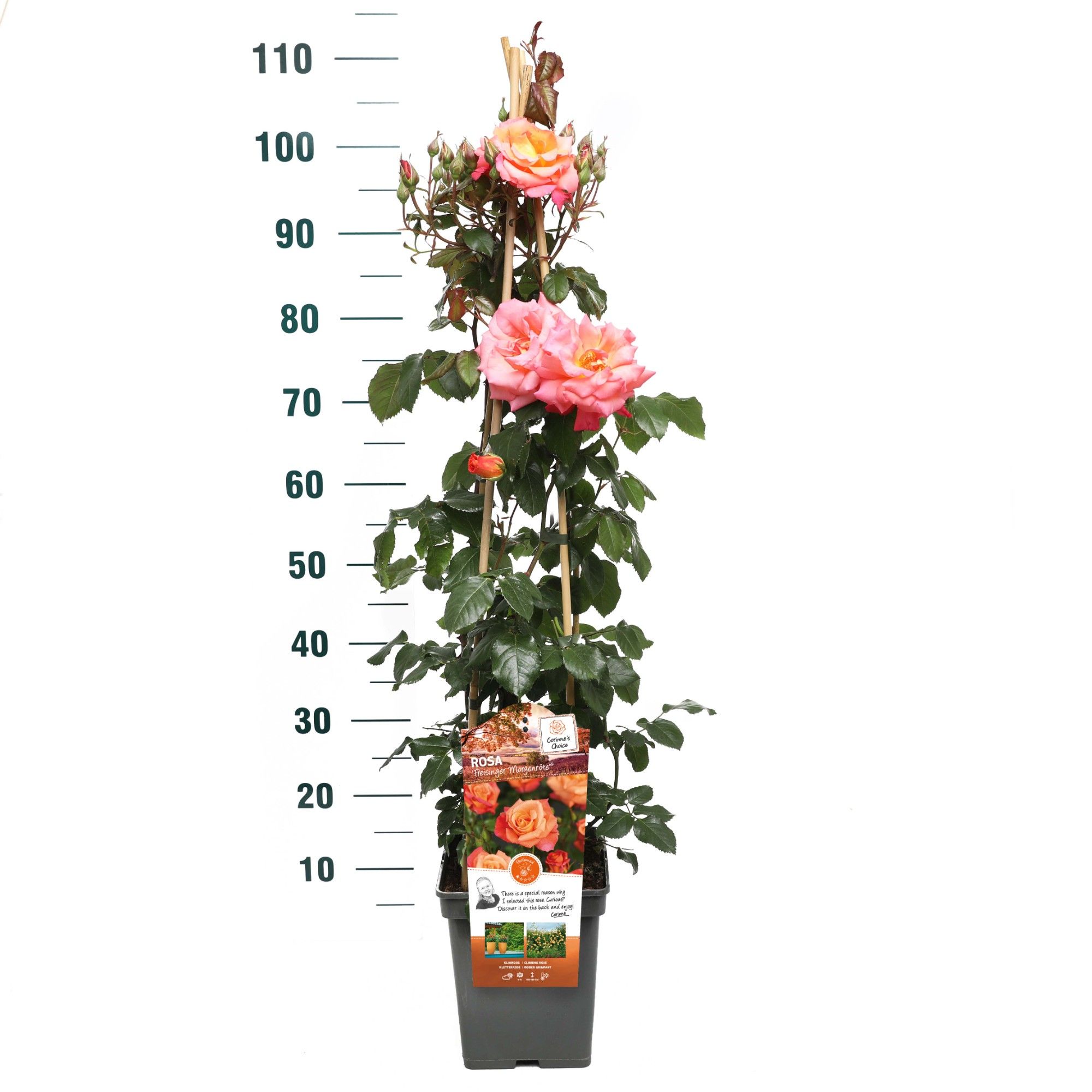 Rosa 'Freisinger Morgenröte ' - Klim - VP5 - Exclusive Collection