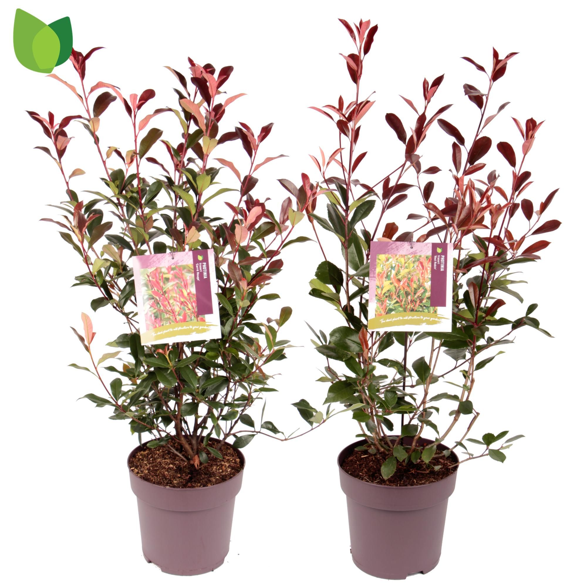 Photinia fras. Mix